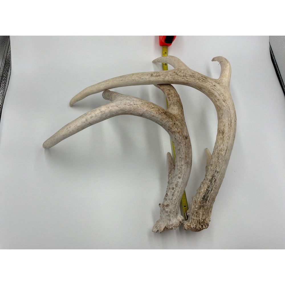 Natural Whitetail Deer Antler Sheds Set of 2 Rustic Home Decor Crafting 12in